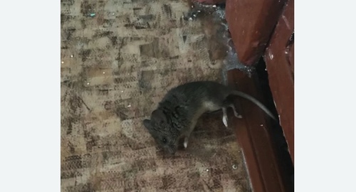 Дезинфекция от мышей в Домодедово